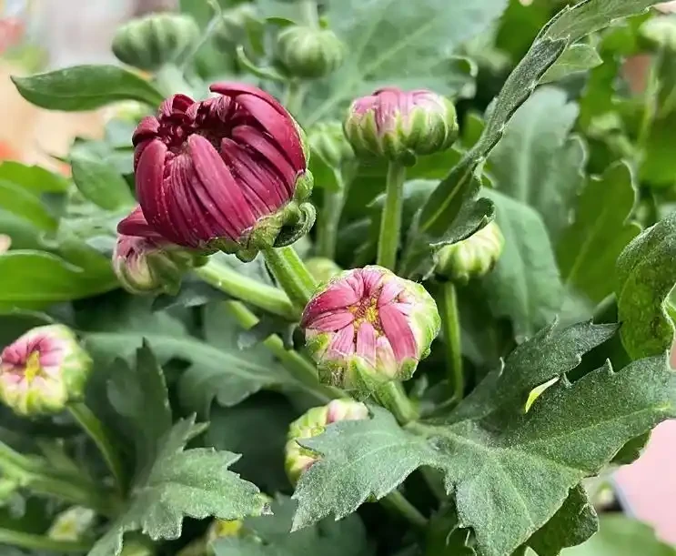 菊花開開花期間怎麼澆水和施肥？掌握3澆2施，澆水不腐根、施肥不燒根，花開滿枝不落花