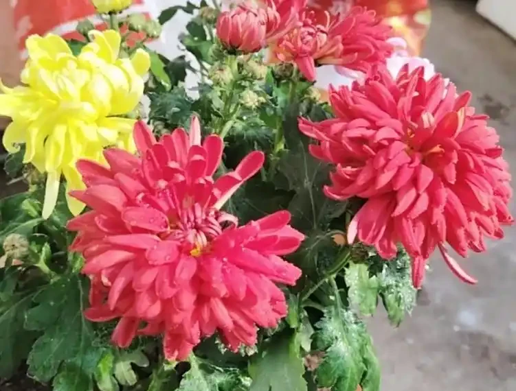 菊花開開花期間怎麼澆水和施肥？掌握3澆2施，澆水不腐根、施肥不燒根，花開滿枝不落花