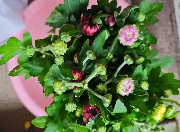 菊花開開花期間怎麼澆水和施肥？掌握3澆2施，澆水不腐根、施肥不燒根，花開滿枝不落花