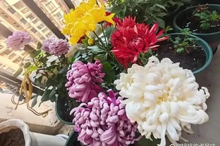 菊花開開花期間怎麼澆水和施肥？掌握3澆2施，澆水不腐根、施肥不燒根，花開滿枝不落花