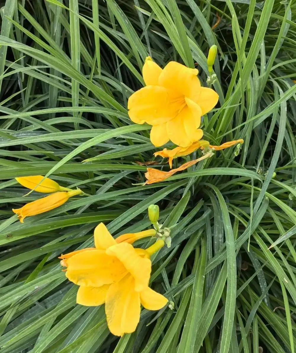這10種花超好養，不怕冷不怕熱。輕鬆享受養花的樂趣