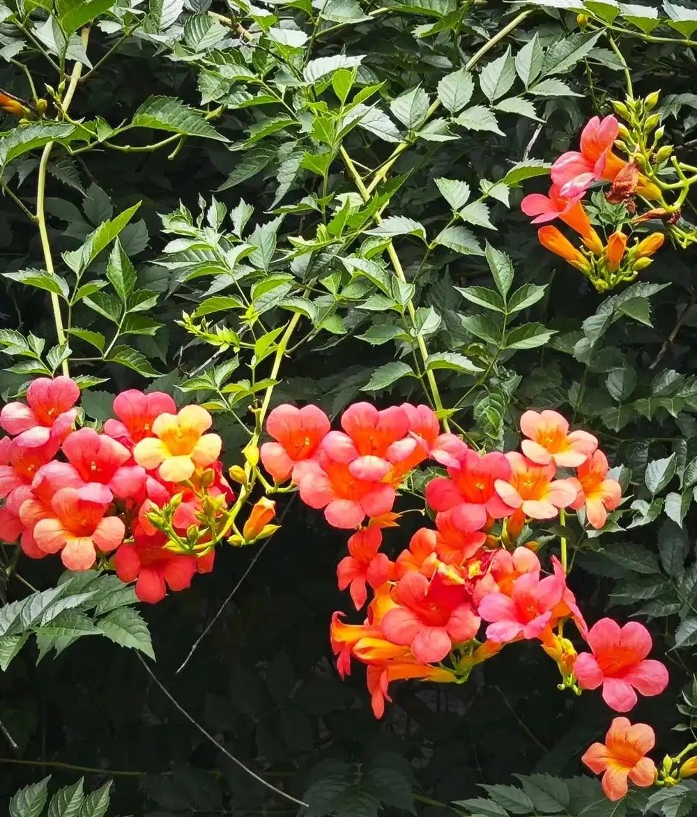 這10種花超好養，不怕冷不怕熱。輕鬆享受養花的樂趣