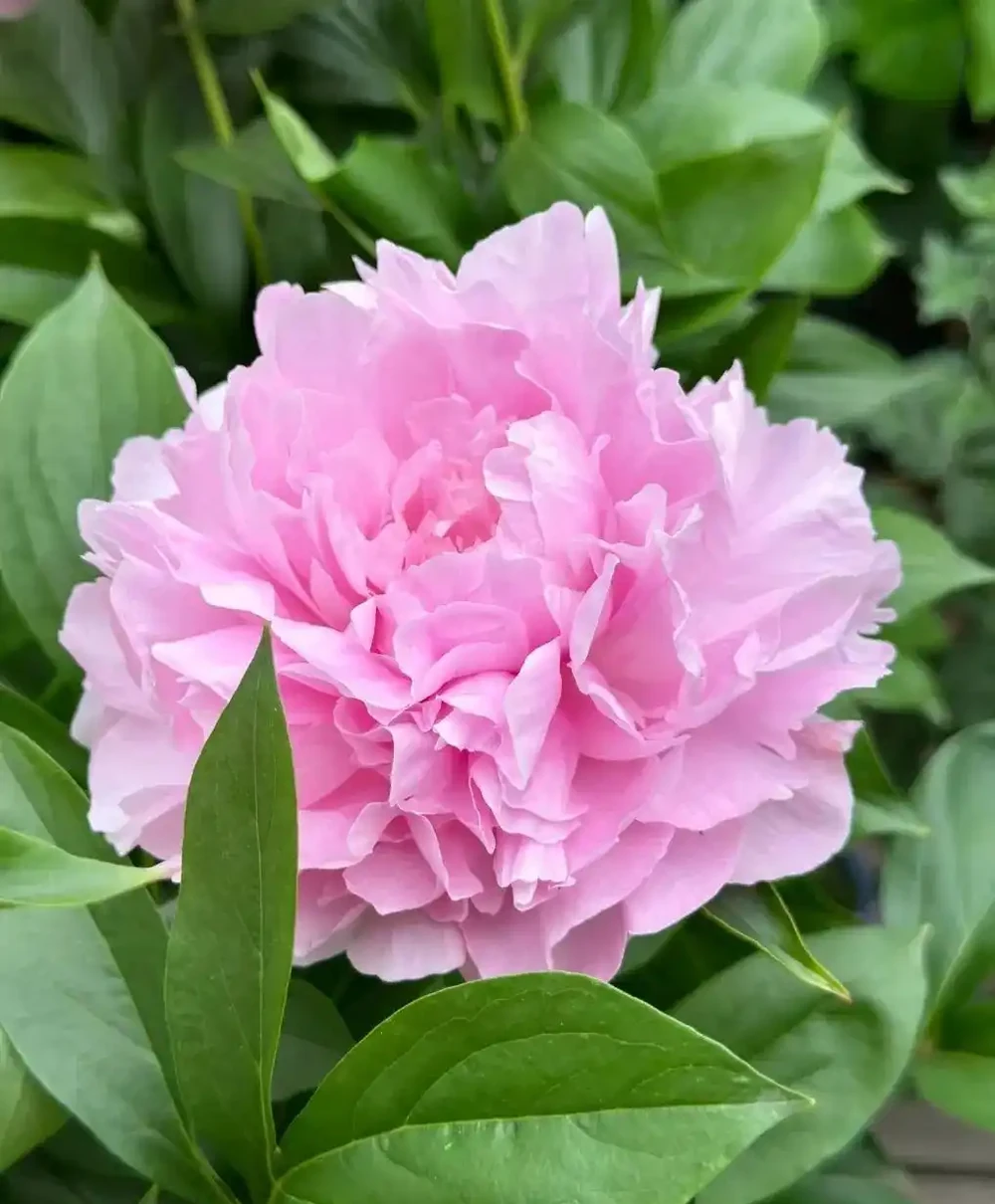 這10種花超好養，不怕冷不怕熱。輕鬆享受養花的樂趣