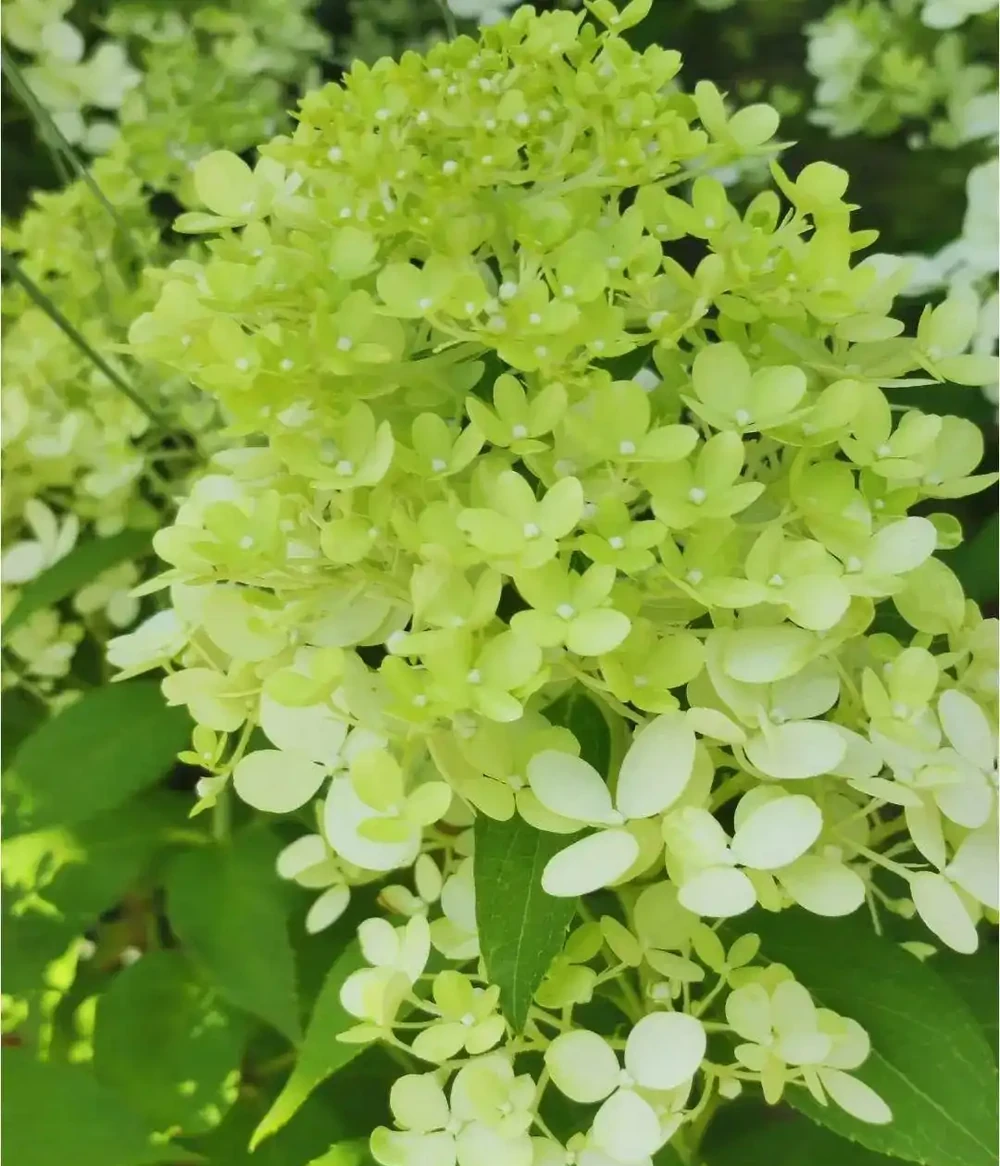 這10種花超好養，不怕冷不怕熱。輕鬆享受養花的樂趣