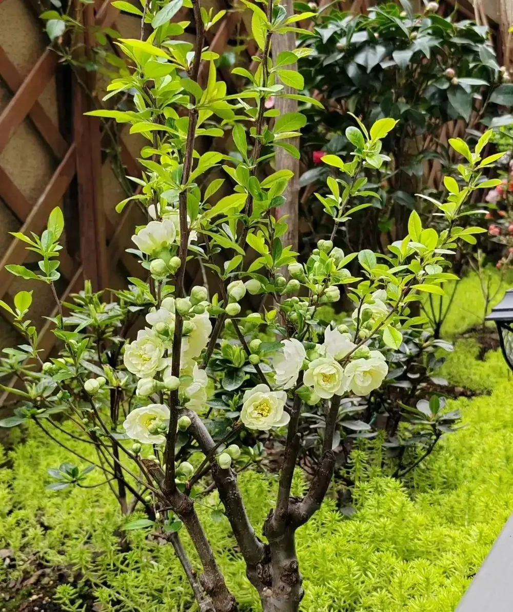 這10種花超好養，不怕冷不怕熱。輕鬆享受養花的樂趣