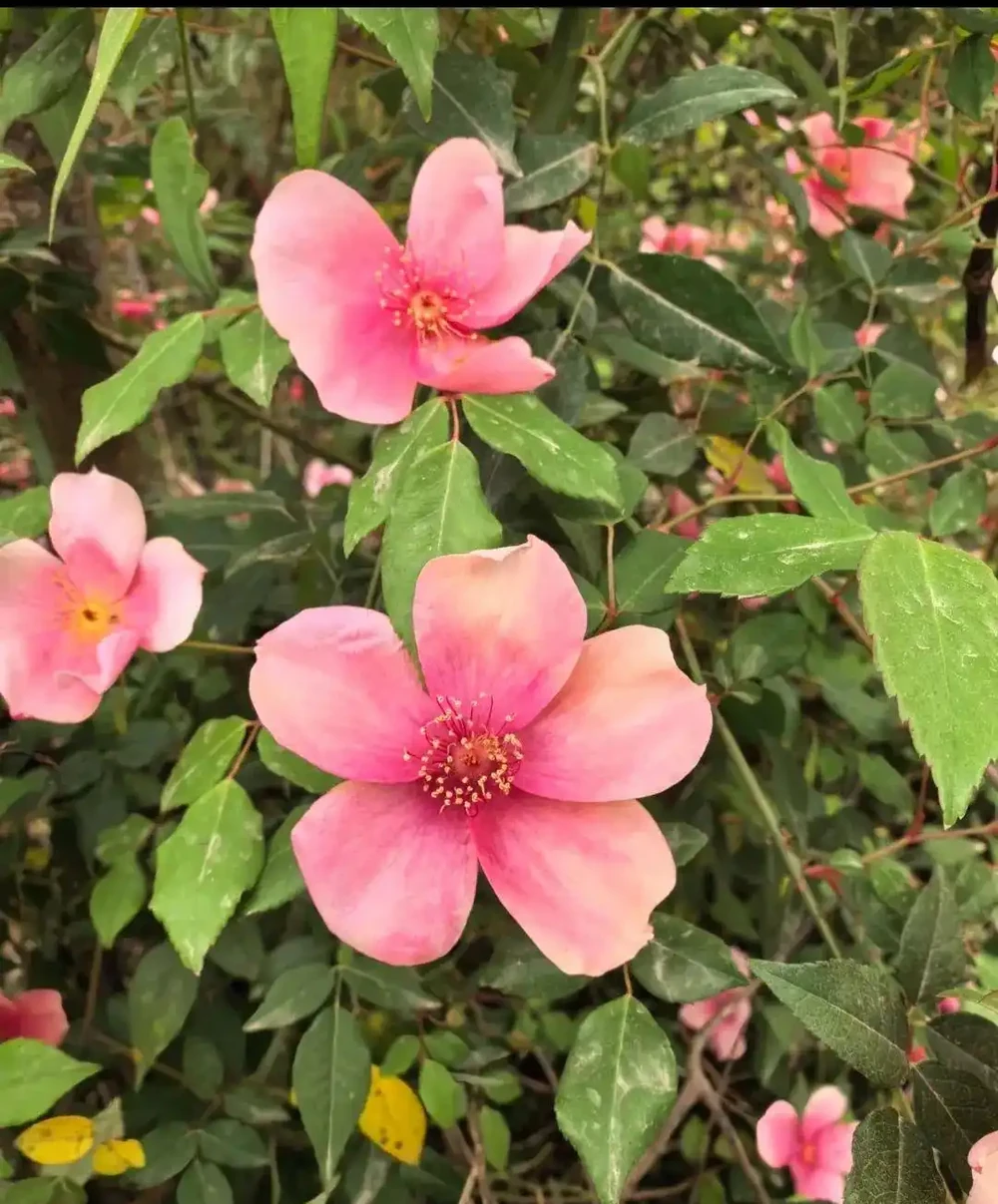 這10種花超好養，不怕冷不怕熱。輕鬆享受養花的樂趣