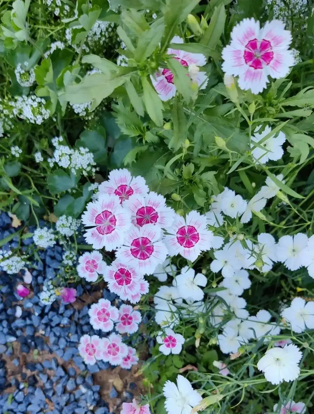 這10種花超好養，不怕冷不怕熱。輕鬆享受養花的樂趣