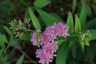 這10種花超好養，不怕冷不怕熱。輕鬆享受養花的樂趣
