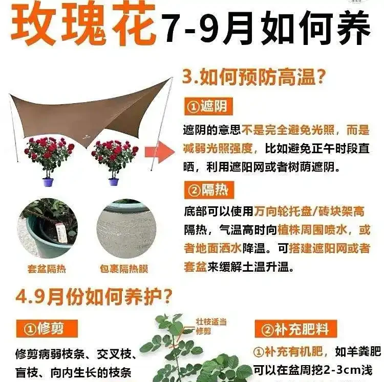 60%人立秋後養玫手忙腳亂,這幾招卻讓玫瑰自然滿盆,新手也能穩拿