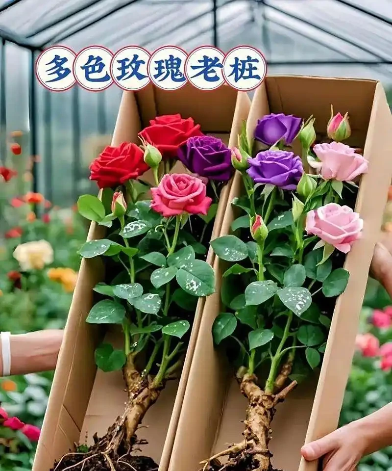 60%人立秋後養玫手忙腳亂,這幾招卻讓玫瑰自然滿盆,新手也能穩拿