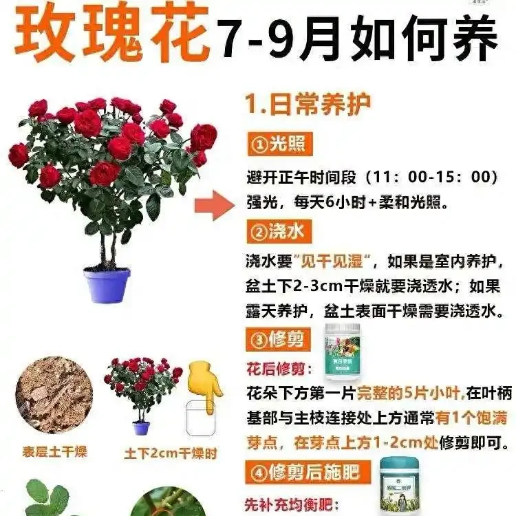60%人立秋後養玫手忙腳亂,這幾招卻讓玫瑰自然滿盆,新手也能穩拿