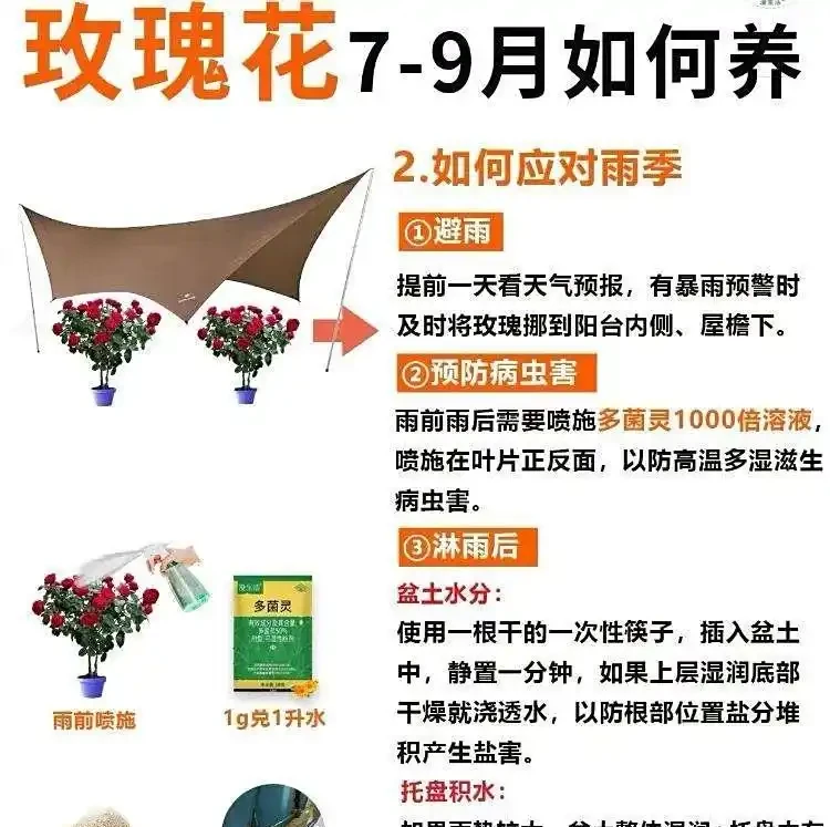 60%人立秋後養玫手忙腳亂,這幾招卻讓玫瑰自然滿盆,新手也能穩拿