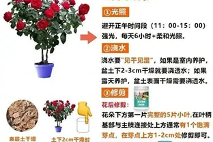 60%人立秋後養玫手忙腳亂，這幾招卻讓玫瑰自然滿盆，新手也能穩拿