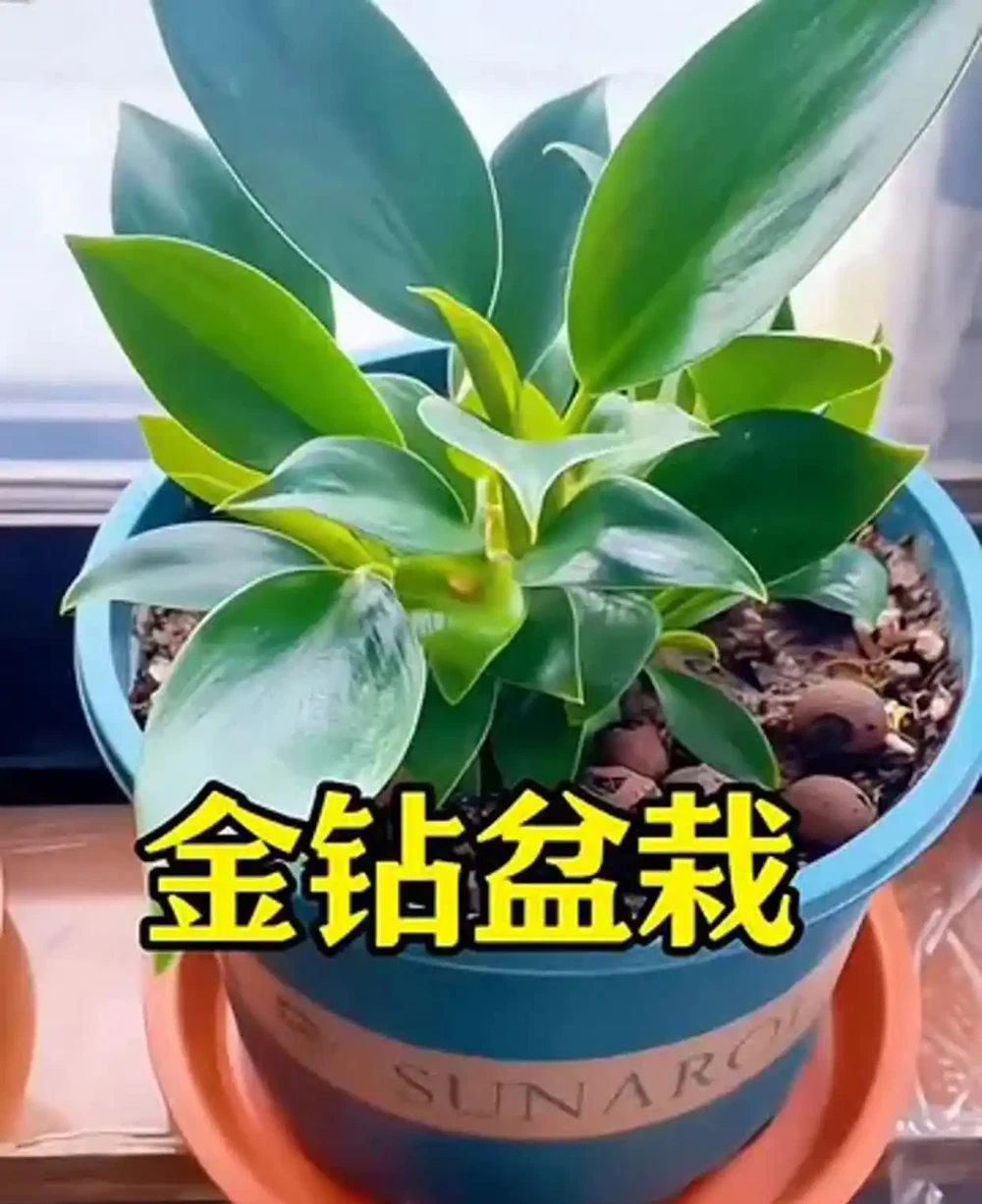 剛買回來的金鑽怎麼養？新手必看！剛入手金鑽的養護秘籍