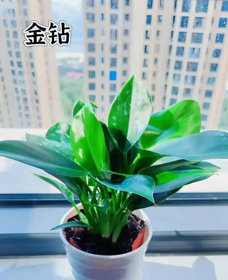 剛買回來的金鑽怎麼養？新手必看！剛入手金鑽的養護秘籍