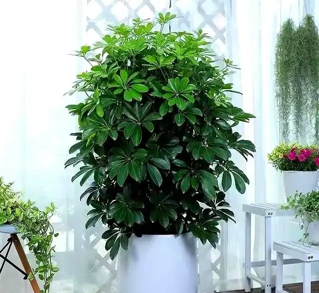 11月養鴨腳木,掌握4個要點,株型飽滿,四季常青