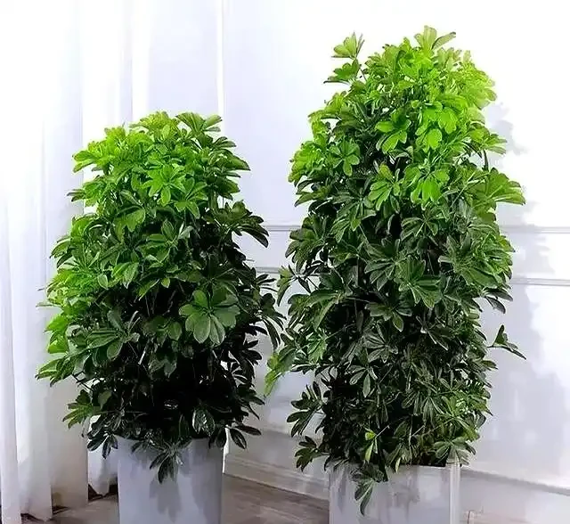 11月養鴨腳木,掌握4個要點,株型飽滿,四季常青
