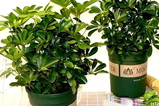 11月養鴨腳木，掌握4個要點，株型飽滿，四季常青