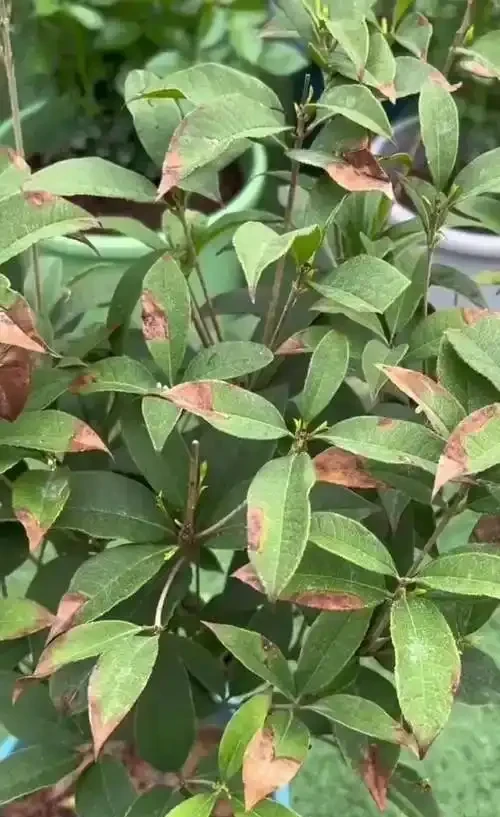 四季木樨葉子乾枯脫落?找準原因這樣救