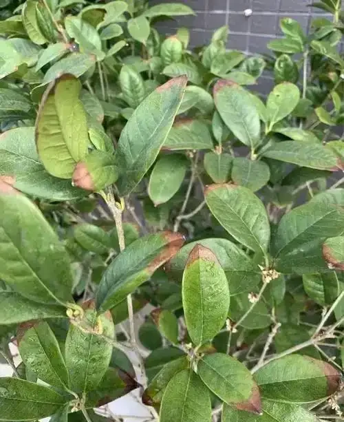 四季木樨葉子乾枯脫落?找準原因這樣救