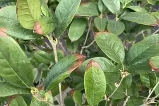 四季木樨葉子乾枯脫落？找準原因這樣救