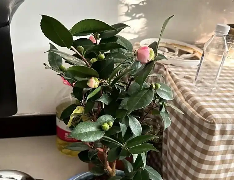 茶花多久澆一次水?按季節和階段來,新手也能澆對,不腐根還開花