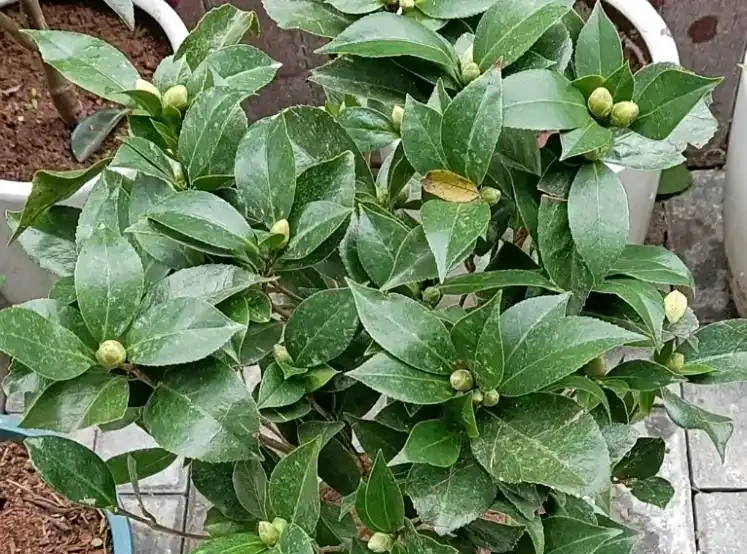 茶花多久澆一次水?按季節和階段來,新手也能澆對,不腐根還開花