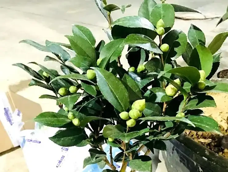 茶花多久澆一次水?按季節和階段來,新手也能澆對,不腐根還開花