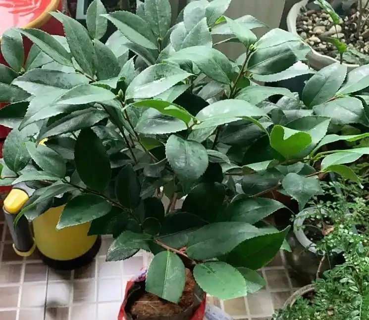 茶花多久澆一次水?按季節和階段來,新手也能澆對,不腐根還開花