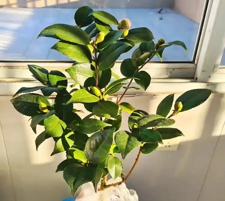 茶花多久澆一次水?按季節和階段來,新手也能澆對,不腐根還開花
