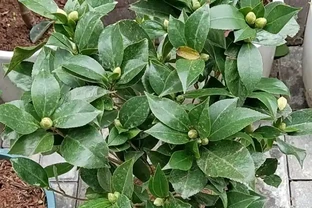 茶花多久澆一次水？按季節和階段來，新手也能澆對，不腐根還開花