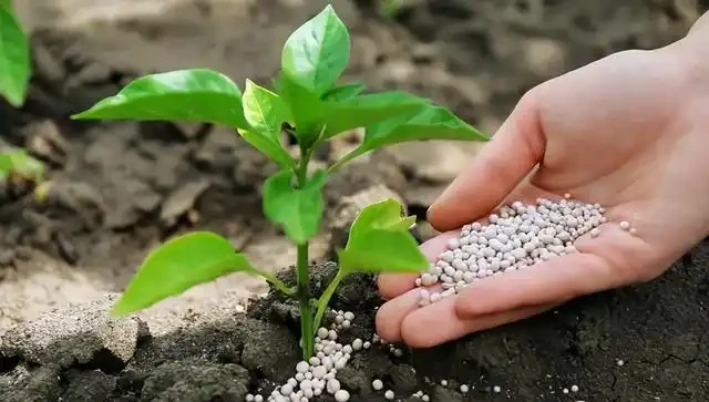 氮肥、磷肥、鉀肥的作用有多大?植物生長所必需的肥料三要素