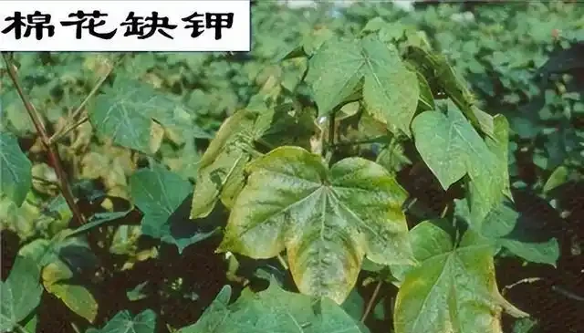 氮肥、磷肥、鉀肥的作用有多大?植物生長所必需的肥料三要素