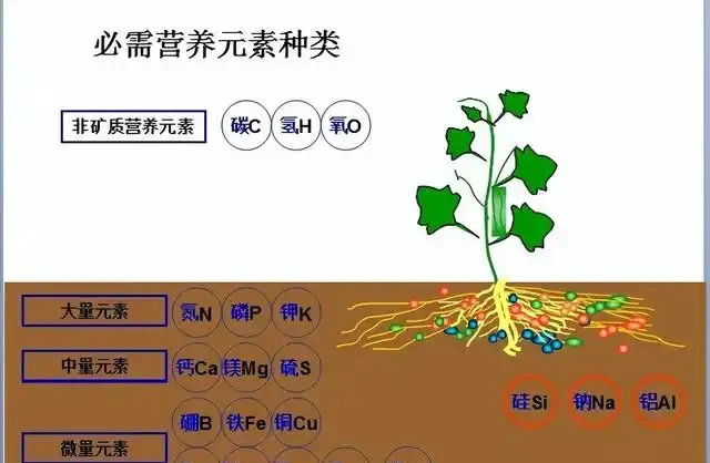氮肥、磷肥、鉀肥的作用有多大?植物生長所必需的肥料三要素