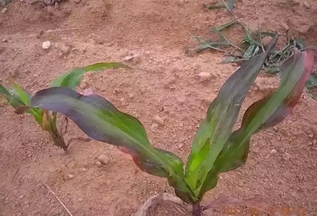 氮肥、磷肥、鉀肥的作用有多大?植物生長所必需的肥料三要素