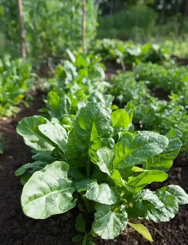 氮肥、磷肥、鉀肥的作用有多大?植物生長所必需的肥料三要素