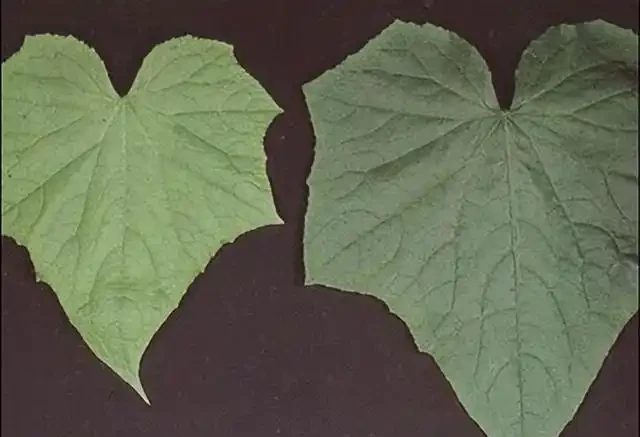 氮肥、磷肥、鉀肥的作用有多大?植物生長所必需的肥料三要素