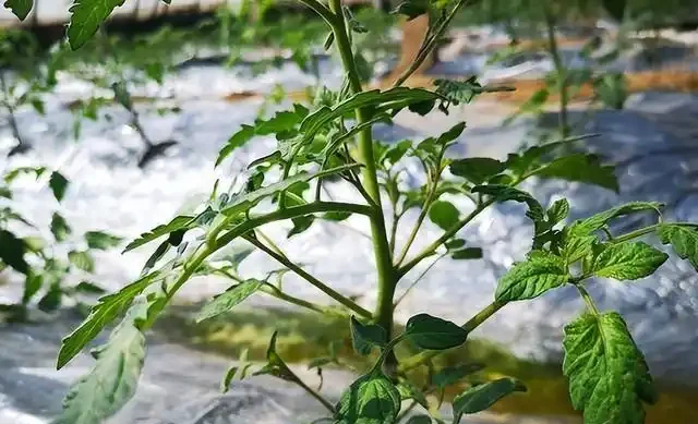 氮肥、磷肥、鉀肥的作用有多大?植物生長所必需的肥料三要素