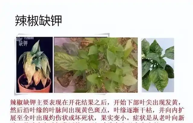 氮肥、磷肥、鉀肥的作用有多大?植物生長所必需的肥料三要素