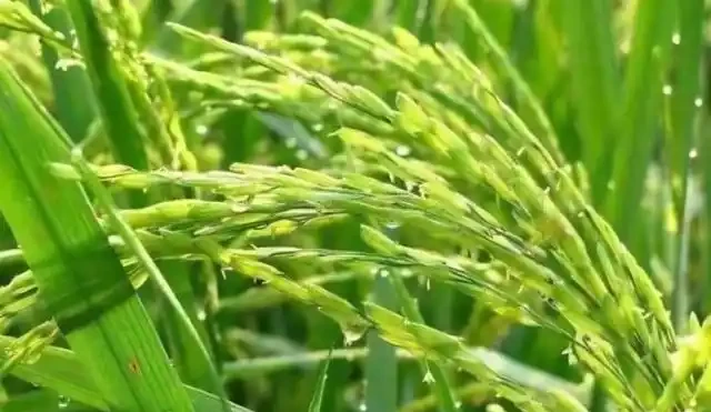 氮肥、磷肥、鉀肥的作用有多大?植物生長所必需的肥料三要素