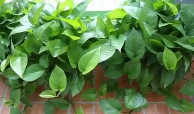 氮肥、磷肥、鉀肥的作用有多大?植物生長所必需的肥料三要素
