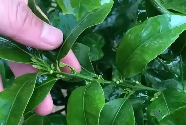 氮肥、磷肥、鉀肥的作用有多大?植物生長所必需的肥料三要素