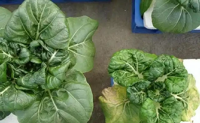 氮肥、磷肥、鉀肥的作用有多大?植物生長所必需的肥料三要素