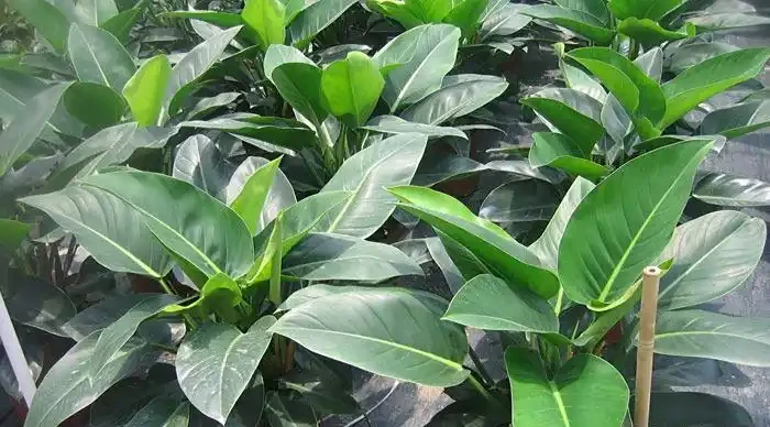 植物2：金鑽根莖太高頭重腳輕？別急，教你幾招輕鬆解決