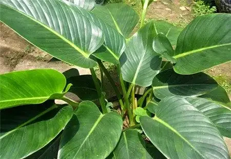 植物2：金鑽根莖太高頭重腳輕？別急，教你幾招輕鬆解決