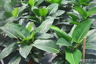 植物2：金鑽根莖太高頭重腳輕？別急，教你幾招輕鬆解決
