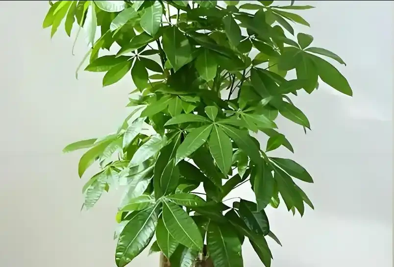 發財樹黃葉掉葉怎麼辦?5大原因,對症解決,新芽綠葉蹭蹭冒!