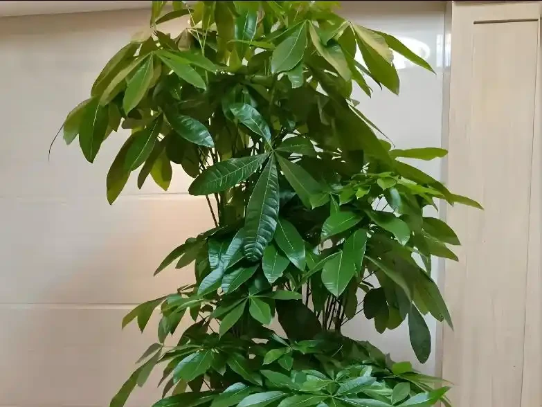 發財樹黃葉掉葉怎麼辦?5大原因,對症解決,新芽綠葉蹭蹭冒!
