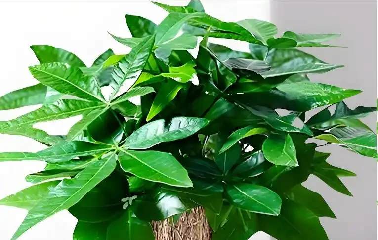 發財樹黃葉掉葉怎麼辦?5大原因,對症解決,新芽綠葉蹭蹭冒!