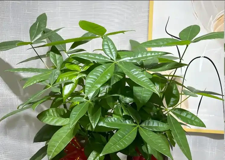 發財樹黃葉掉葉怎麼辦?5大原因,對症解決,新芽綠葉蹭蹭冒!